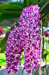 Pink Orchids (rhynchostylis) Stock Photo