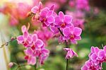 Pink Phalaenopsis Orchid Flowers Stock Photo