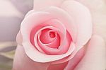 Pink Rose Stock Photo