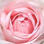 Pink Rose Stock Photo