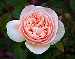 Pink Rose, Love Hopeful And Expectant Stock Photo