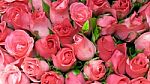 Pink Roses Stock Photo