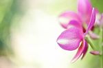 Pink Spathoglottis Plant Stock Photo