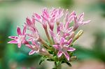 Pink Star Cluster Flowers Stock Photo