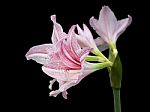 Pink Star Lily Stock Photo