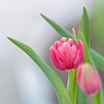 Pink Tulip Stock Photo