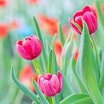 Pink Tulip Stock Photo