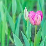 Pink Tulip Stock Photo