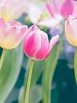 Pink Tulip Flower In Garden Stock Photo