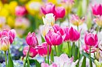 Pink Tulip Flower In Garden Stock Photo