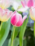 Pink Tulip Flower In Garden Stock Photo