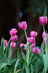 Pink Tulips Stock Photo