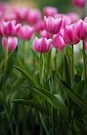 Pink Tulips Stock Photo