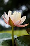 Pink Water Lily Stock Photo