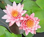 Pink Water Lily Flower Stock Photo