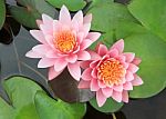 Pink Water Lily Flower Stock Photo