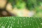 Plant Leaf With Water Drops Stock Photo