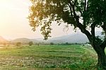 Plant Nursery Of Organic Vegetable Surrounded Stock Photo