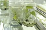 Plant Tissue Culture Stock Photo