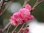 Plum Blossom Stock Photo