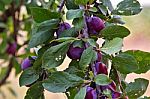 Plum Fruit Garden In Summer Stock Photo