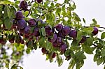 Plum Fruit Garden In Summer Stock Photo