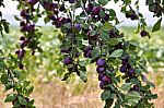 Plum Fruit Garden In Summer Stock Photo