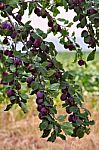 Plum Fruit Garden In Summer Stock Photo