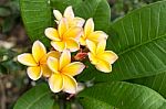 Plumeria Flowers Stock Photo