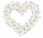 Plumeria Flowers Heart Stock Photo