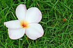 Plumeria, Pink Stock Photo