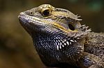 Pogona Stock Photo