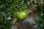 Pomegranate Stock Photo