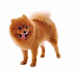 Pomeranian Spitz Dog Stock Photo