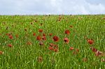 Poppies Stock Photo