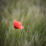 Poppy - Papaveroideae Stock Photo