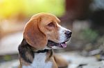 Portrait Of A Cute Beagle Dog Stock Photo