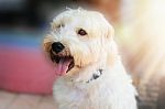 Portrait Of A Cute White Dog Stock Photo