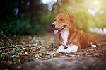 Portrait Of An Adorable Brown Dog Stock Photo