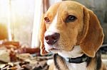 Portrait Of  An Lovely Beagle Do Stock Photo