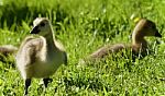 Postcard With A Couple Of Chicks Of Canada Geese Stock Photo