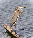 Postcard With A Great Blue Heron Standing On A Log Stock Photo