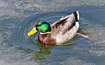 Postcard With A Mallard Swimming In Icy Lake Stock Photo