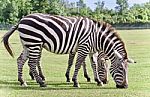 Postcard With Two Zebras Eating The Grass Stock Photo