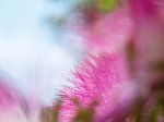 Powder Puff Flower Stock Photo