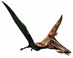 Pterodactylus Stock Photo