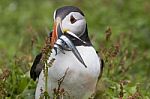 Puffin Fratercula Arctica Stock Photo