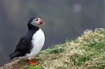 Puffin On Lunga, Treshnish Isles Stock Photo