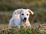 Puppy Dog In Green Meadow Grass Stock Photo