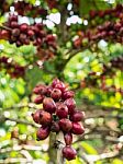 Pure Red Bunch Of Coffee Seeds In A Plantation Stock Photo